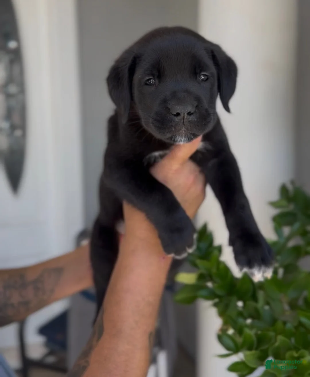 Afghan Hound dogs for sale: Girl 3 - Ad 1