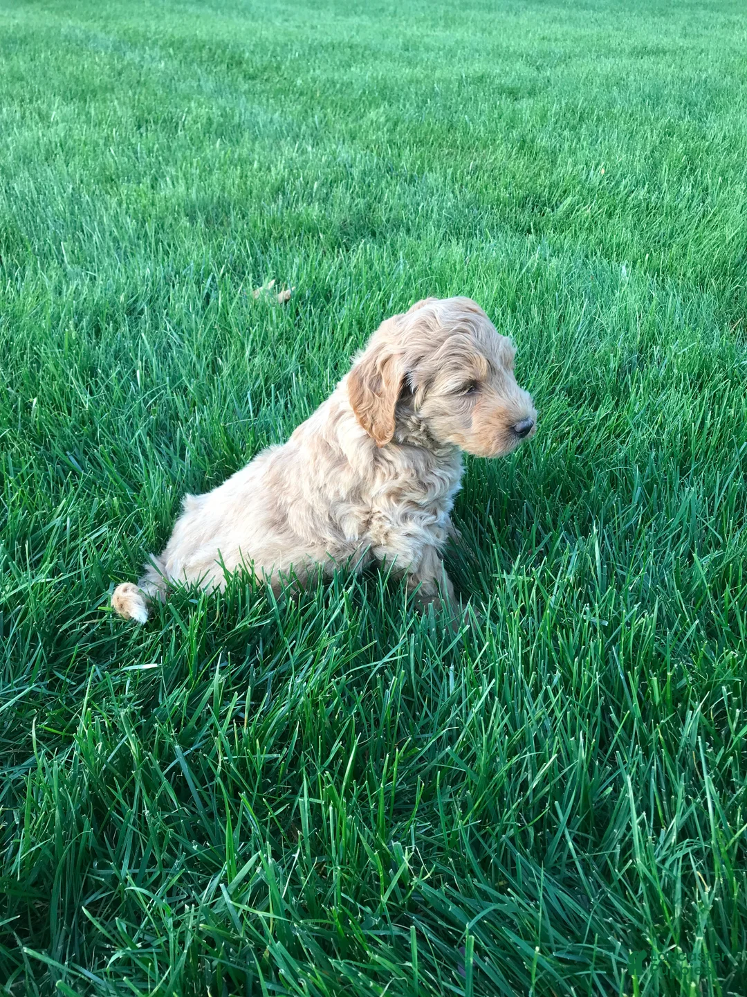 Mini Goldendoodle dogs for sale: Millie - Ad 16