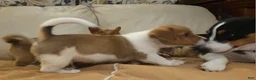 Mixed Breed dogs for sale: Orpheus - Ad 23