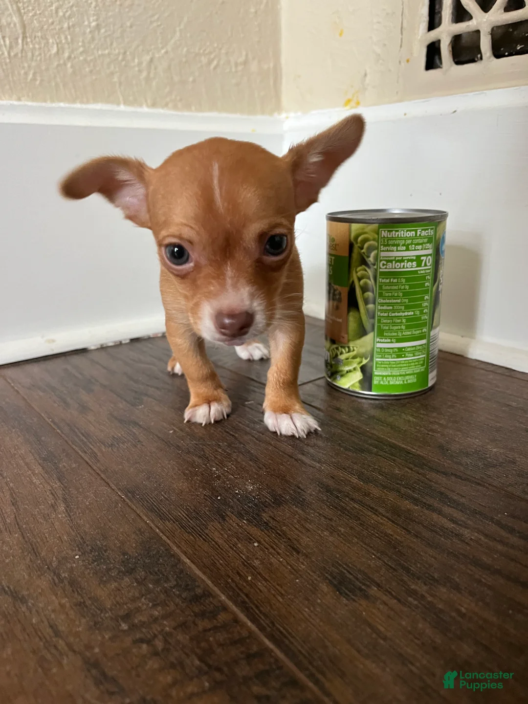 Chihuahua dogs for sale: Teacup Lucy - Ad 3