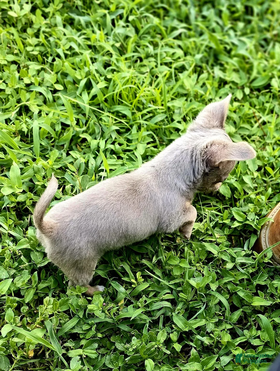 Chihuahua dogs for sale: Simba - Ad 2