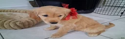 Golden Retriever dogs for sale: Sophia - Ad 3