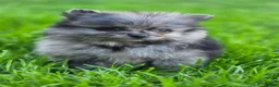 Pomeranian dogs for sale: Girl - Ad 4