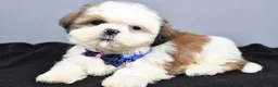 Shih Tzu dogs for sale: Chase - Ad 3