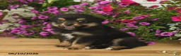 Toy Australian Shepherd dogs for sale: Adrian - Ad 3