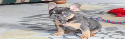 French Bulldog dogs for sale: French Bulldog Puppy 1 - Ad 6