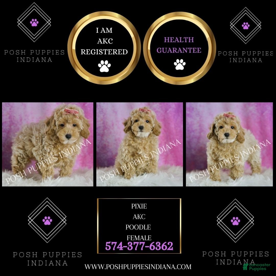 Miniature Poodle dogs for sale: Miniature Poodle Puppy 3 - Ad 2
