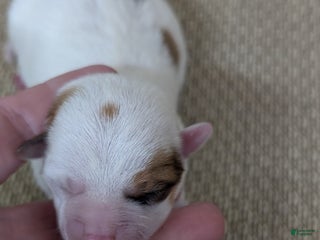 Chihuahua dogs Nina - Ad 19