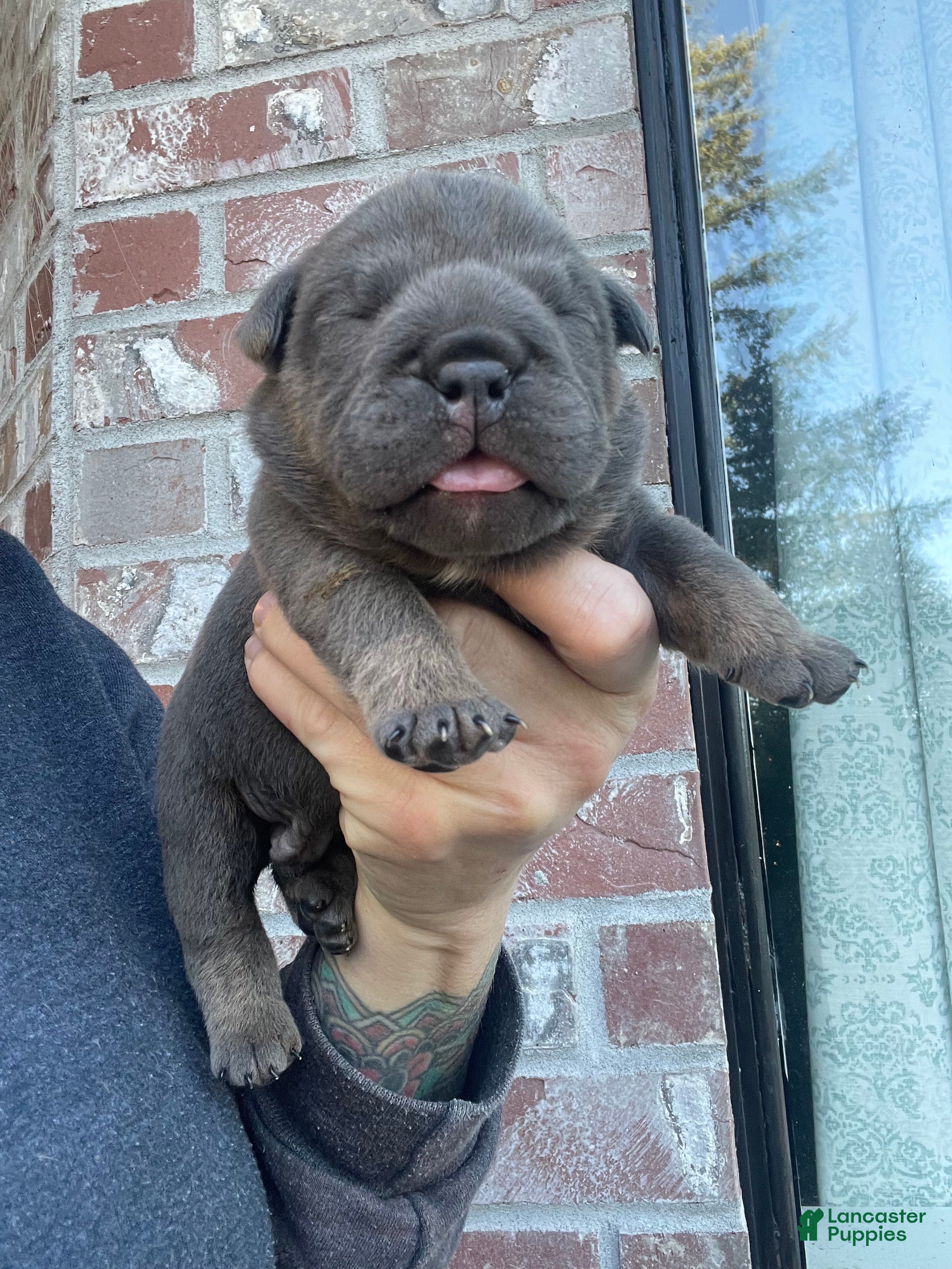 English Bulldog dogs English Bulldog Puppy 6 - Ad 6