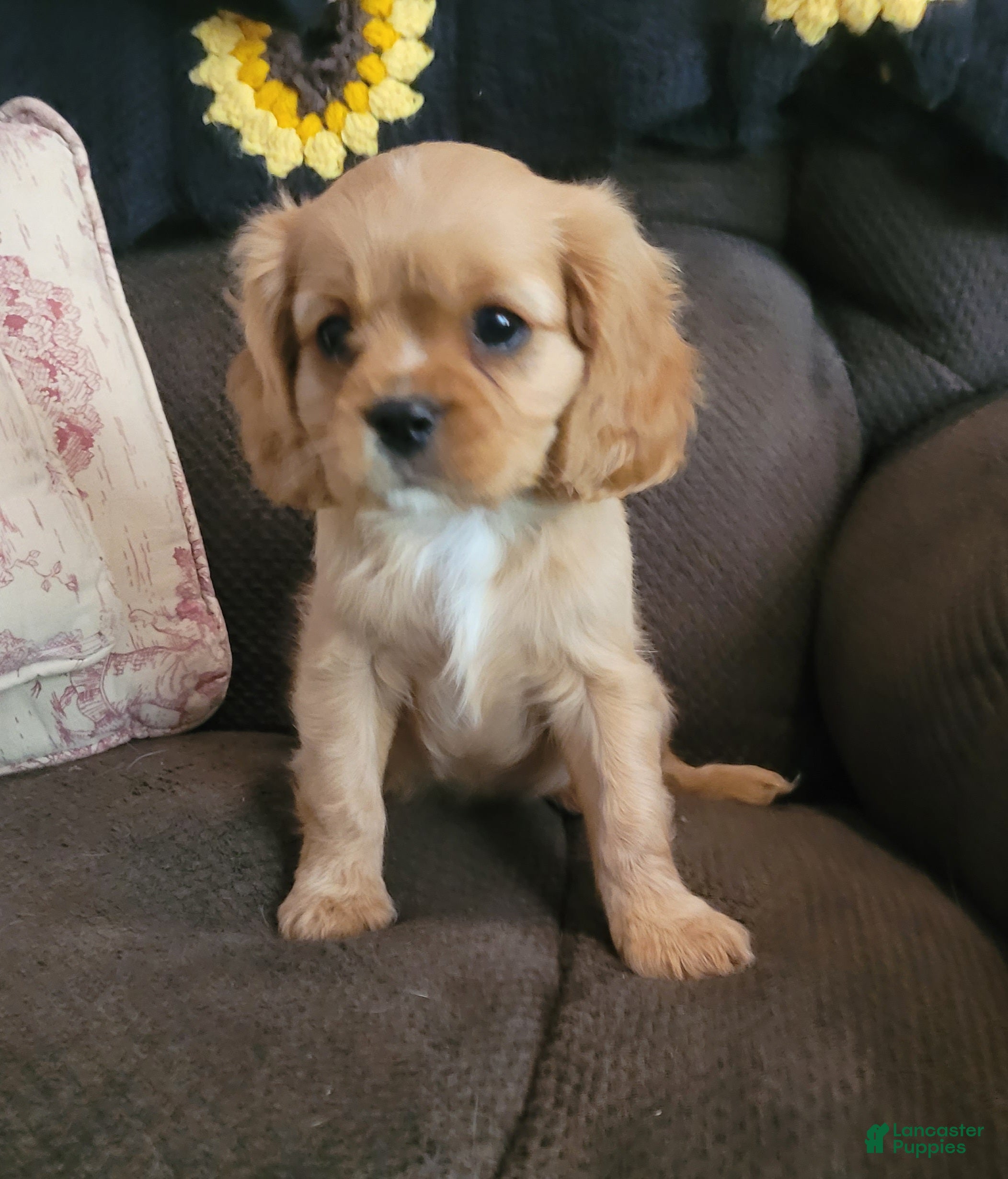 Cavalier King Charles Spaniel dogs Ruby male - Ad 22