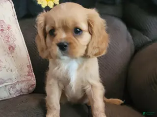 Cavalier King Charles Spaniel dogs Ruby male - Ad 22