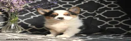 Welsh Corgi Pembroke dogs for sale: Cleo - Ad 4