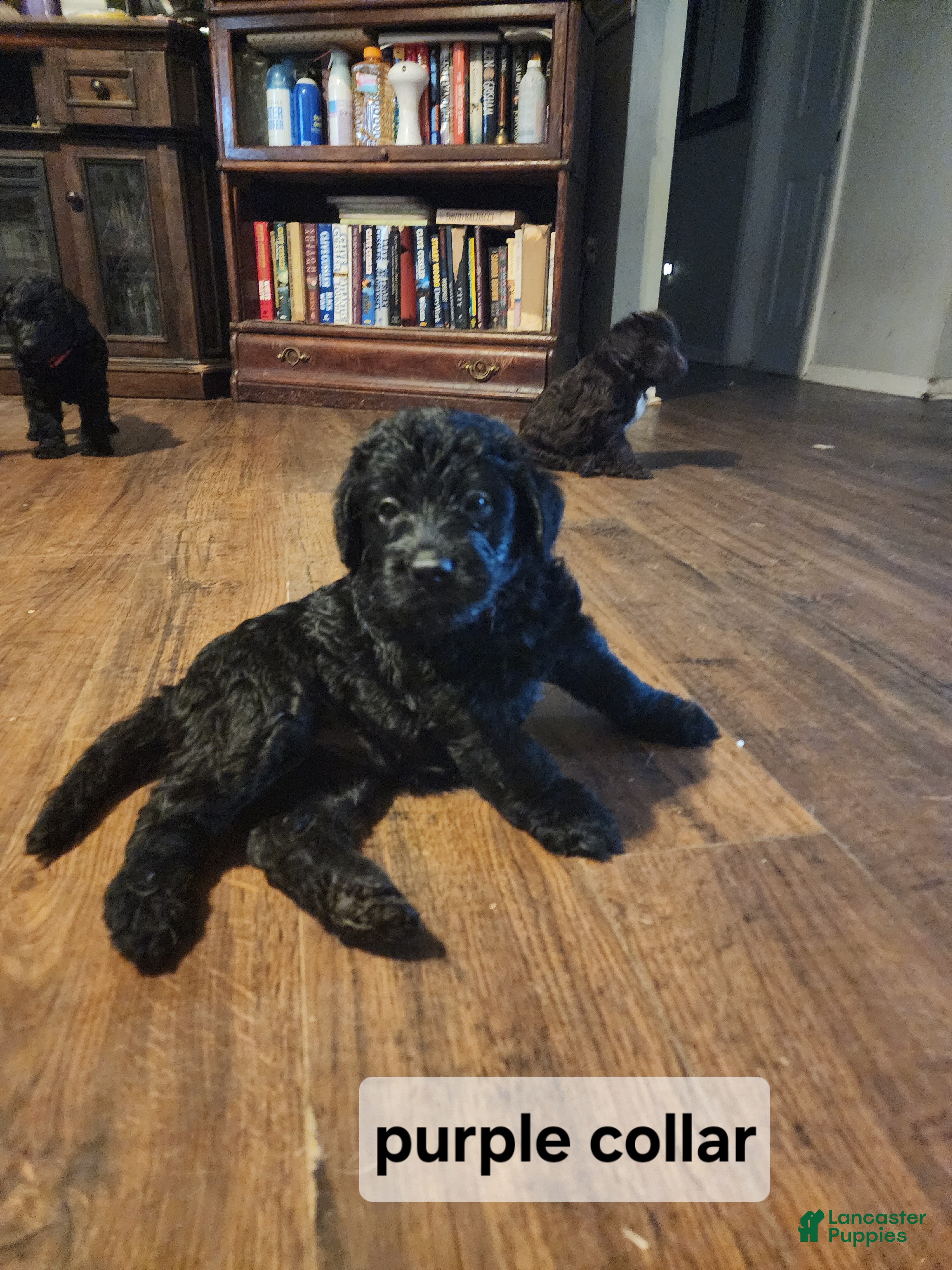 Labradoodle dogs Labradoodle purple collar - Ad 2