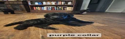 Labradoodle dogs for sale: Labradoodle purple collar - Ad 10