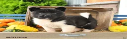 Akita dogs for sale: Nessie - Ad 1