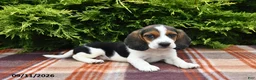 Beagle dogs for sale: Blazer - Ad 5
