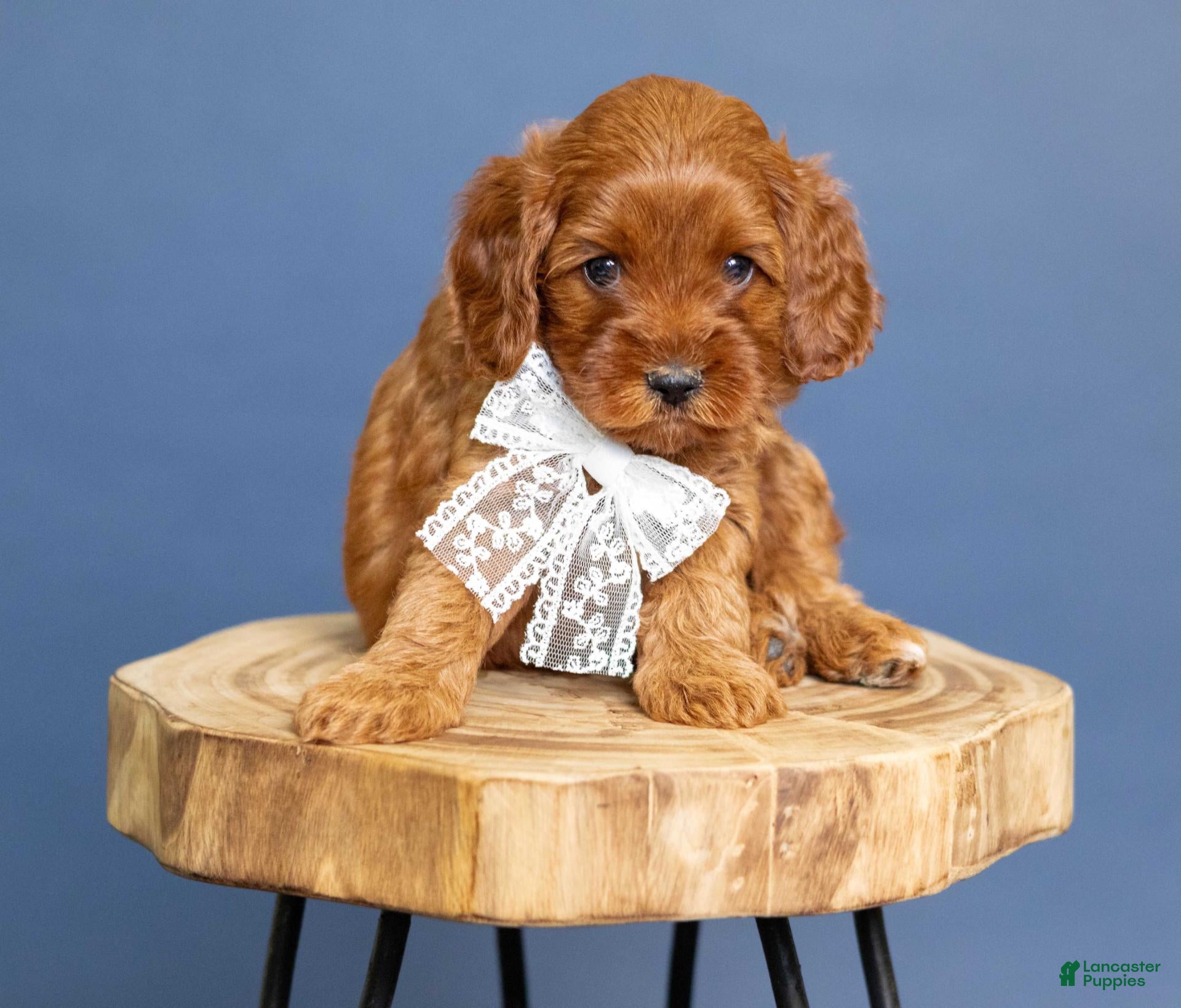 Cavapoo dogs Lace - Ad 1