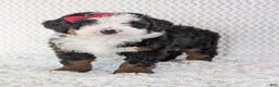 Mini Bernedoodle dogs for sale: Mini Jamie  - Ad 22