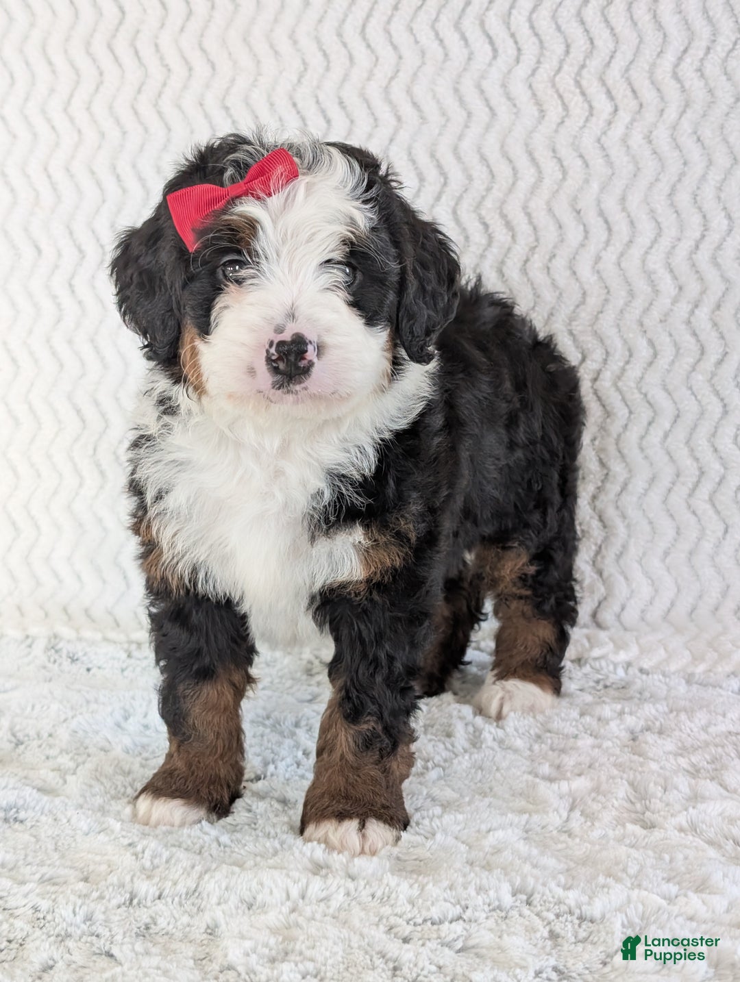 Mini Bernedoodle dogs for sale: Mini Jamie  - Ad 22