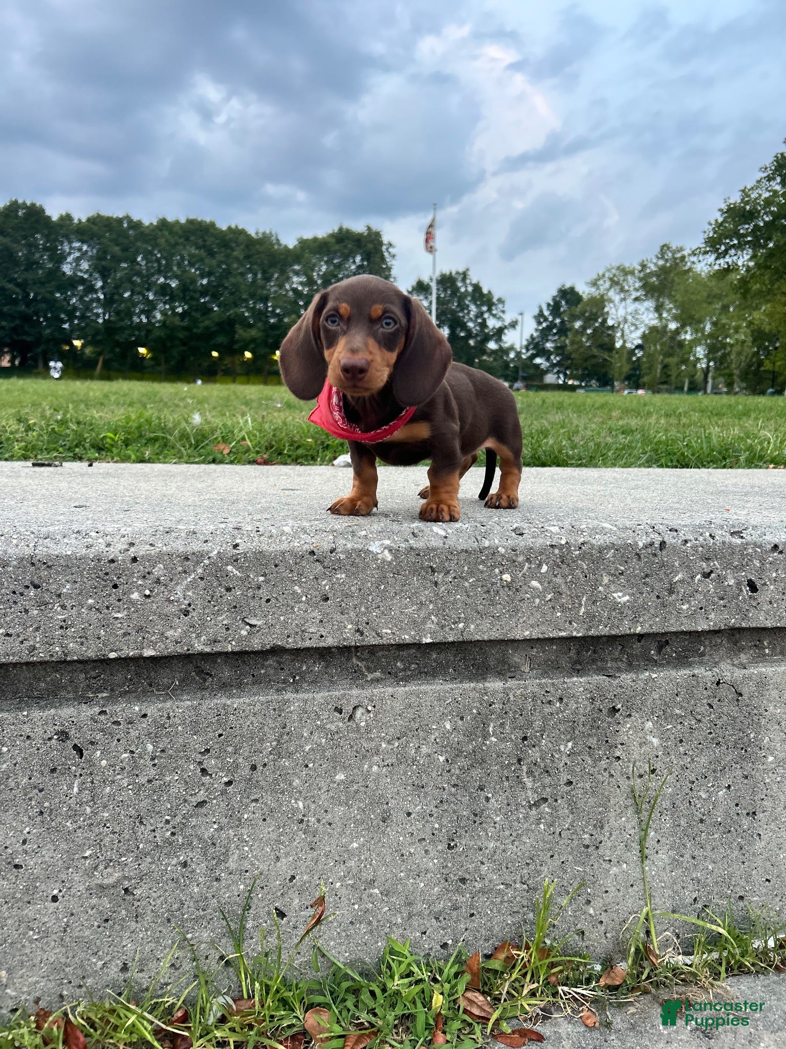 Dachshund dogs Kevin - Ad 2