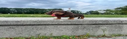 Dachshund dogs for sale: Kevin - Ad 2