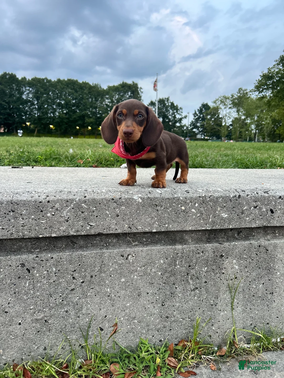 Dachshund dogs for sale: Kevin - Ad 2