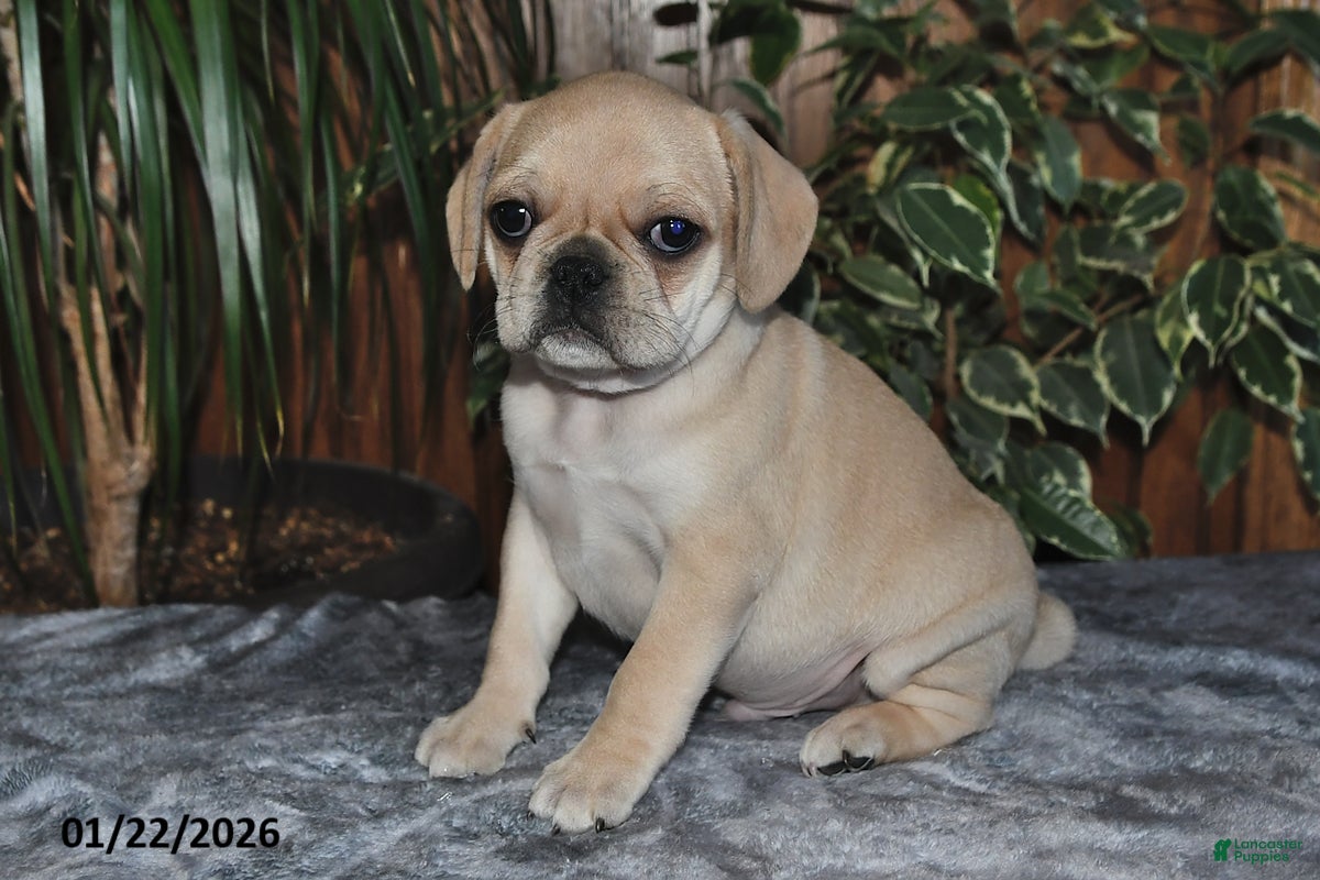 Puggle dogs Oscar - Ad 9