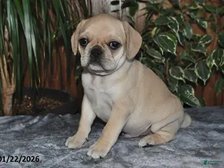 Puggle dogs Oscar - Ad 22