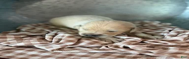 Golden Retriever 8