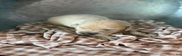 Golden Retriever dogs for sale: Golden Retriever 8 - Ad 1