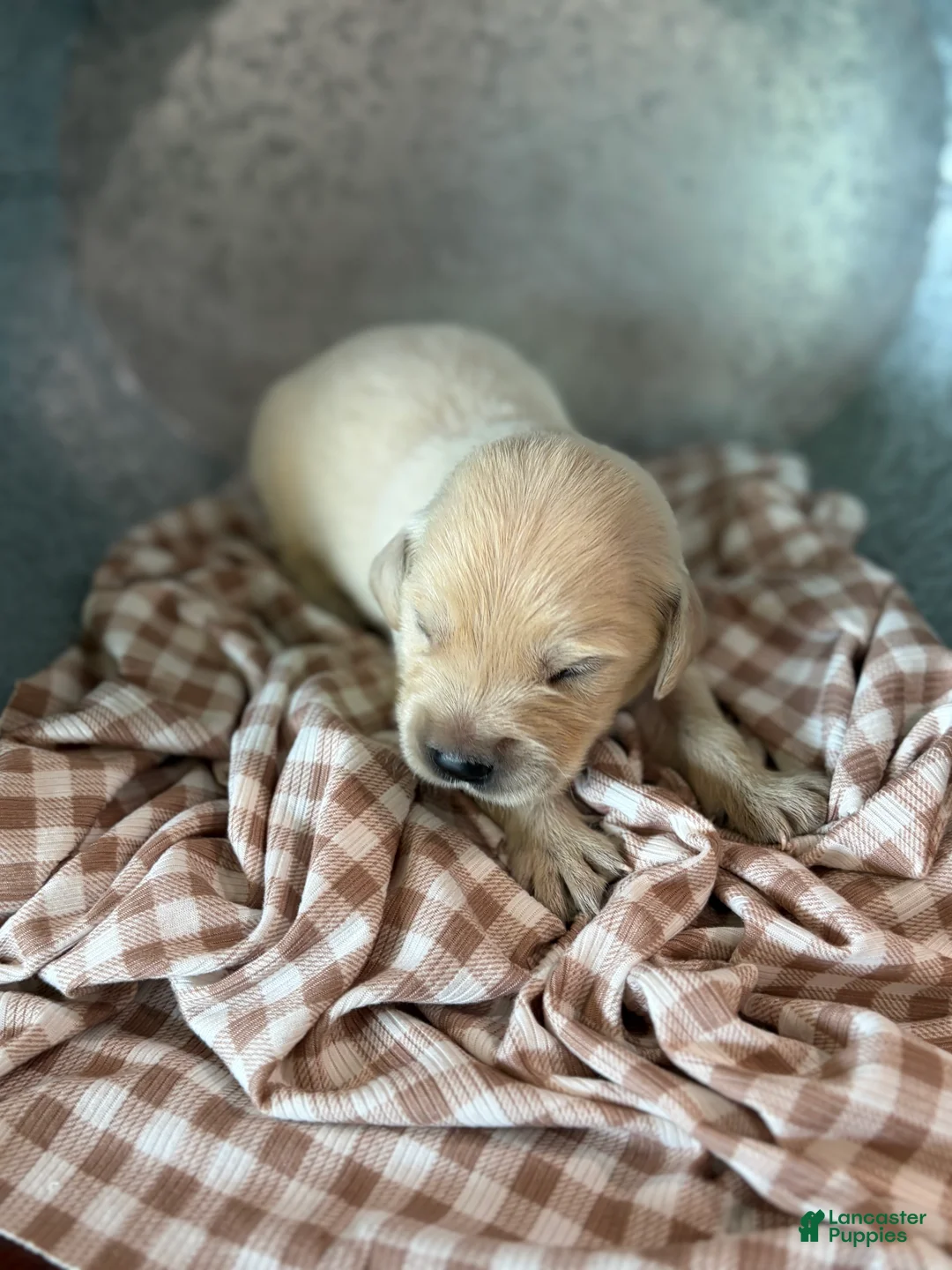 Golden Retriever dogs for sale: Golden Retriever 8 - Ad 1