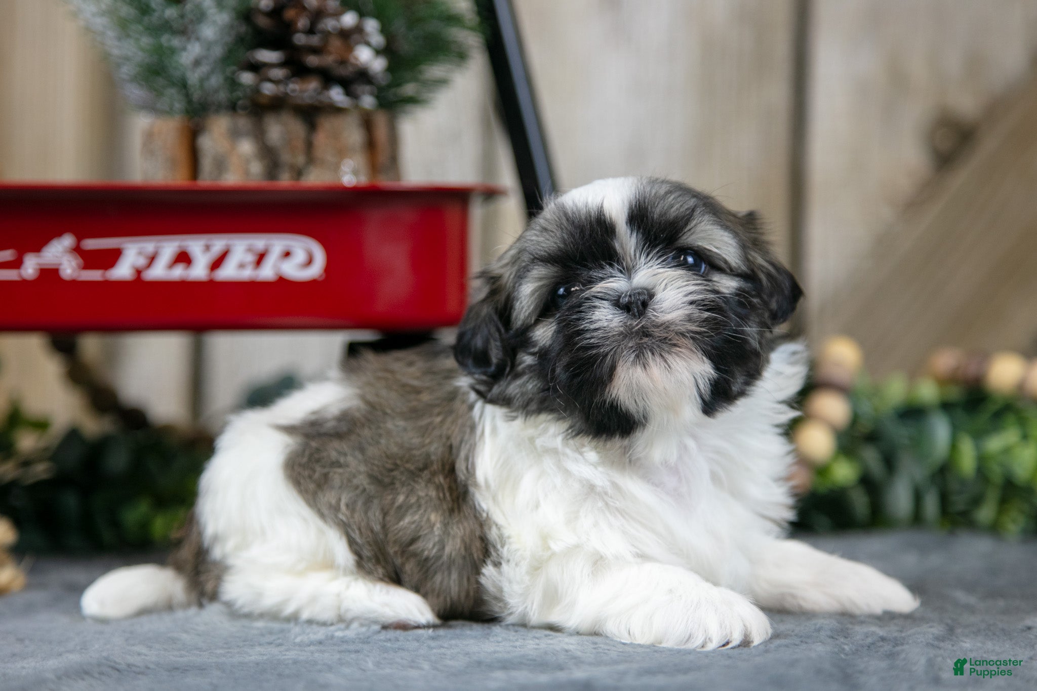 Shih Tzu dogs Nelly - Ad 41