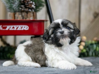 Shih Tzu dogs Nelly - Ad 41