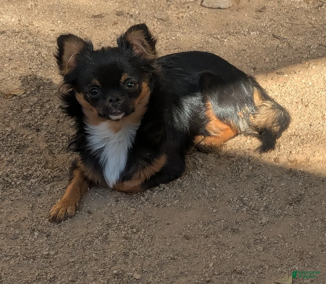 Chihuahua dogs for sale: Full AKC Adult  Russian Chihuahua Male  - Ad 9