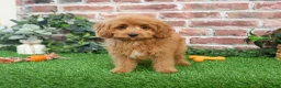 Cavapoo dogs for sale: Carson - Ad 7