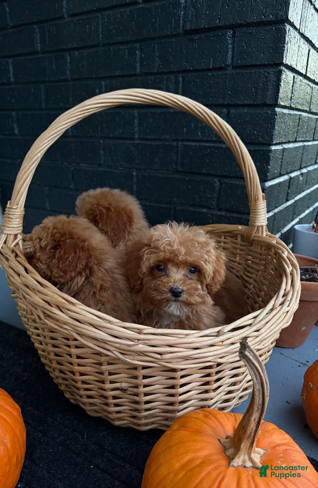 Toy Poodle dogs for sale: 🌸🎀  ROSIE🌸🎀  - Ad 2