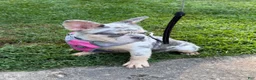 French Bulldog dogs for sale: Sophie - Ad 7