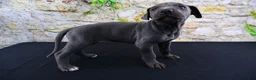 Great Dane dogs for sale: Blue - Ad 13