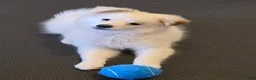 Pomeranian dogs for sale: Gus 🦴 - Ad 2
