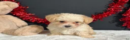 Morkie dogs for sale: Ashley - Ad 3