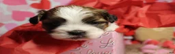 Shih Tzu dogs for sale: CJ - Ad 3