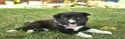 Border Collie dogs for sale: Handsome - Ad 4
