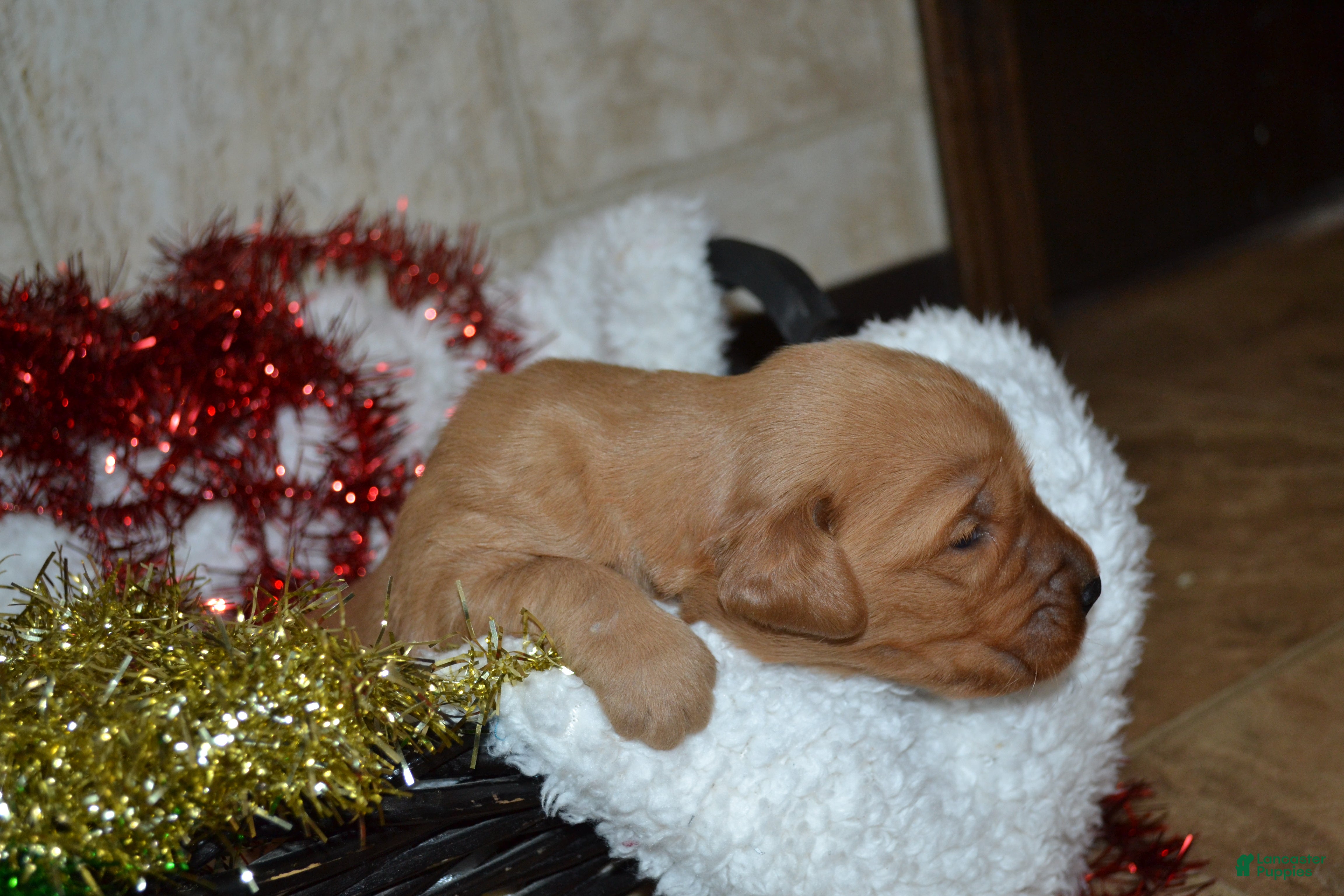 Golden Retriever dogs Silver - Ad 41