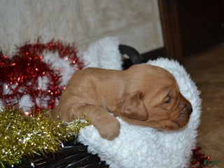 Golden Retriever dogs Silver - Ad 41