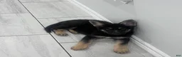 German Shepherd dogs for sale: Bear - Ad 2
