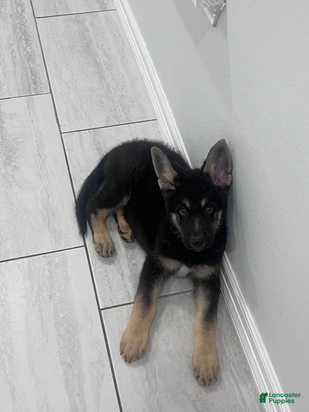 German Shepherd dogs for sale: Bear - Ad 2