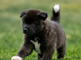 Akita dogs Teddy - Ad 10