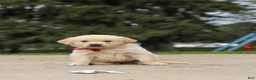 Golden Retriever dogs for sale: Benjie - Ad 8
