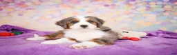 Mini Bernedoodle dogs for sale: Sammy - Ad 10