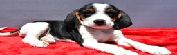 Beagle dogs for sale: Rudy - Ad 6